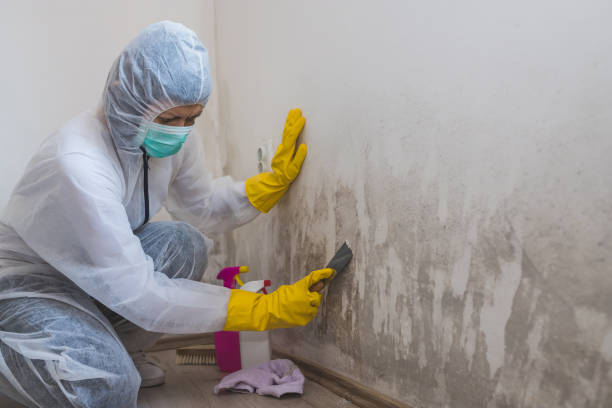 Best Fast Mold Removal  in Manchester, MI