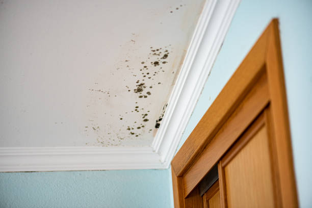 Best Local Mold Removal Service  in Manchester, MI