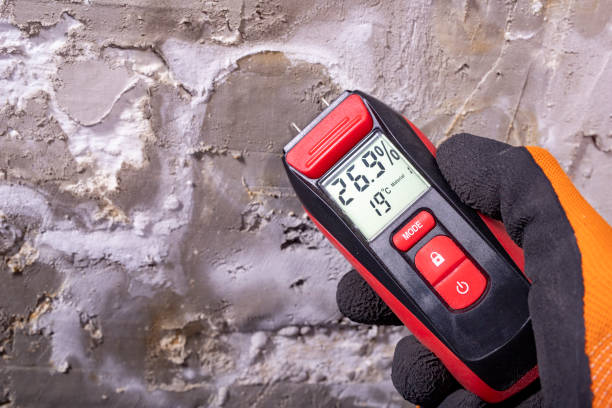 Best Black Mold Removal  in Manchester, MI