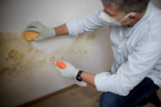 Best Fast Mold Removal  in Manchester, MI