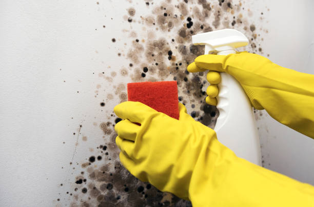 Best Mold Removal Near Me  in Manchester, MI