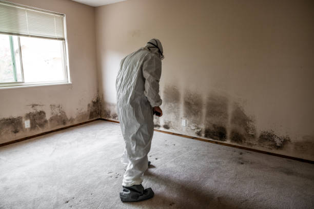 Best Mold Testing  in Manchester, MI
