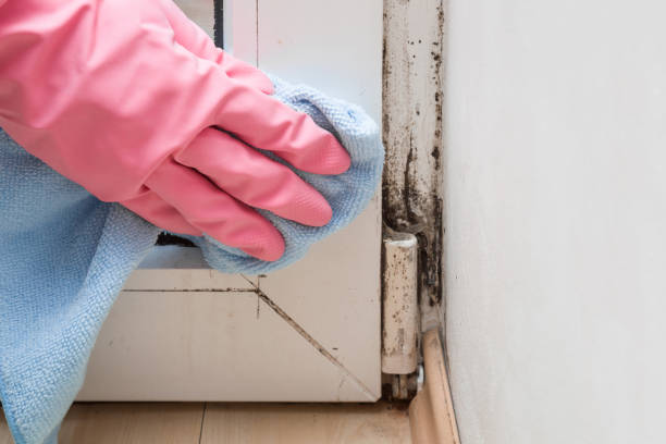 Best Best Mold Removal Companies  in Manchester, MI